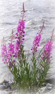 Fireweed Picture